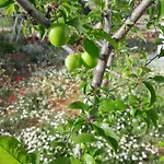 Antalya Вилла *
