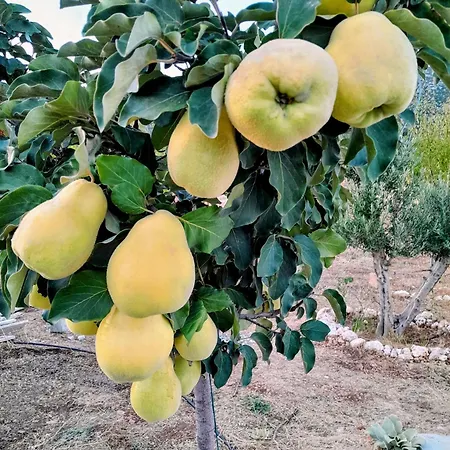 Antalya *