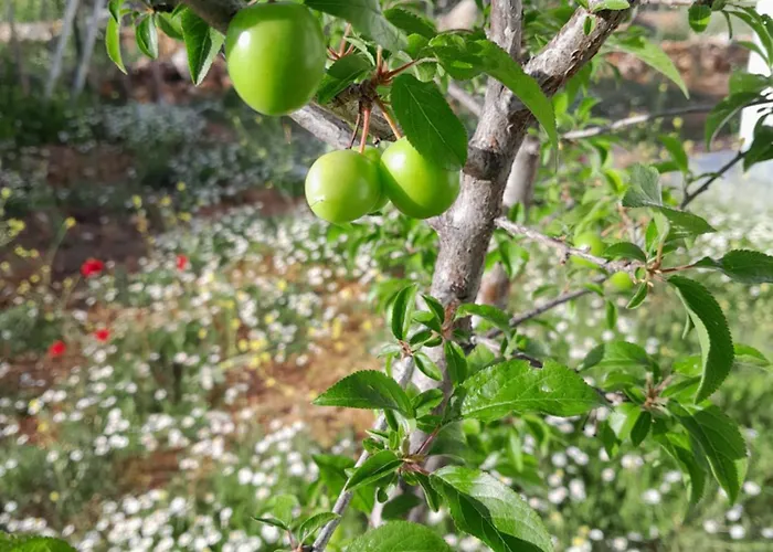 Antalya 别墅 *